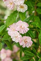 Rosa 'Dentelle de Malines' Rambling Rose with sprays of pink flowers