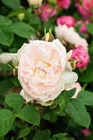 Rosa Gentle Hermione 'Ausrumba' - a fragrant David Austin English Shrub rose