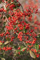 Cotoneaster hylmoei - red berries in winter