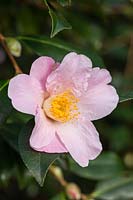 Camellia x williamsii 'Burncoose'