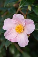 Camellia x williamsii 'Burncoose'