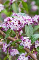 Daphne bholua 'Peter Smithers'