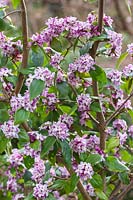 Daphne bholua 'Peter Smithers'