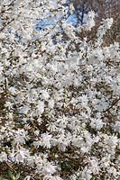 Magnolia x loebneri 'Pink Perfection' flowering in spring