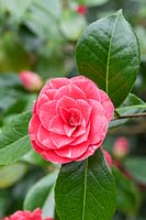 Camellia japonica 'Frans van Damme' flowering in spring