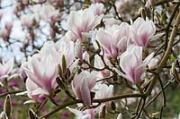 Magnolia x soulangeana 'Speciosa'