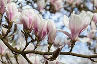 Magnolia x soulangeana 'Speciosa'