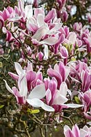 Magnolia x soulangeana 'Picture'