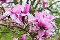 Magnolia 'Apollo'