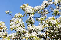 x pyrocydonia danielii blossom in spring