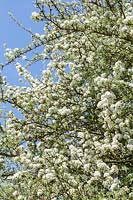 Pyrus amygdaliformis var. cuneifolia - pear tree blossom in spring