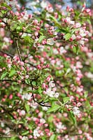 Malus 'Lady Northcliffe' - crab apple blossom in spring