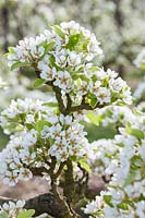 Pyrus communis 'Huyshe's Prince of Wales' - pear blossom in spring