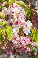 Prunus 'Matsumae-mathimur-zakura' - ornamental Japanese cherry flowering in spring