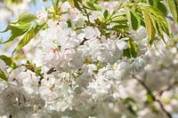 Prunus 'Shirotae' - ornamental cherry flowering in spring, AGM Award of Garden Merit
