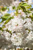 Prunus 'Shirotae' - ornamental cherry flowering in spring, AGM Award of Garden Merit