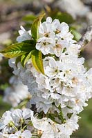 Prunus 'Sweetheart' - Sweet Cherry blossom in spring