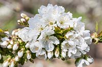 Prunus 'Sunburst' - Sweet Cherry blossom in spring