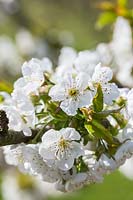 Prunus 'Stella' - Sweet Cherry blossom in spring