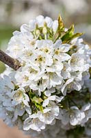 Prunus 'Vega' - Sweet Cherry blossom in spring