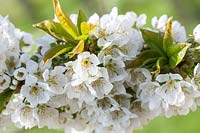 Prunus 'Vega' - Sweet Cherry blossom in spring