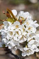 Prunus 'Summer Sun' - Sweet Cherry blossom in spring