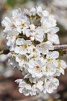 Prunus 'Merton Glory' - Sweet Cherry blossom in spring