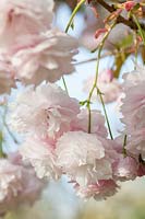 Prunus 'Hanazomei' - Ornamental cherry tree blossom in spring