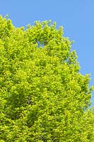 Carpinus betulus 'Fastigiata' - Hornbeam tree. New foliage in spring. AGM, RHS Award of Garden Merit