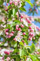 Malus 'Butterball' - Crab apple tree blossom in spring. AGM, RHS Award of Garden Merit