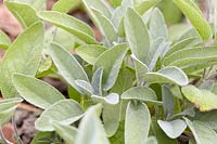 Salvia officinalis Berggarten