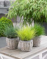 Festuca mix