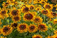 Rudbeckia Giggling SmileyZ â„¢