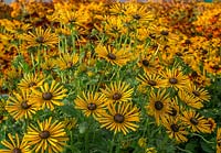 Rudbeckia Radiant SmileyZ â„¢