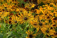 Rudbeckia Radiant SmileyZ â„¢