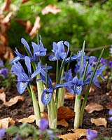 Iris histrioides Lady Beatrix Stanley 