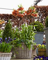 Fritillaria imperialis Beethoven