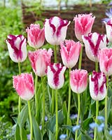 Tulipa Affaire, Huis ten Bosch