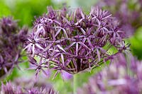 Allium Metallic Shine