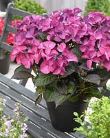 Hydrangea macrophylla Teller Dark Angel Purple Â®