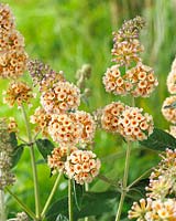 Buddleja Hocus Pocus