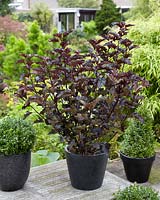 Physocarpus opulifolius Midnight