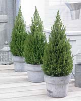 Picea glauca Perfecta