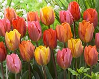 Tulipa Prinses mix