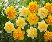Narcissus Sweet Pomponette, Narcissus Le Torch