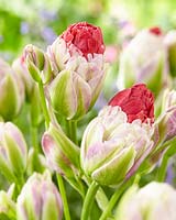 Tulipa multiflowering pink