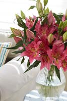 Lilium Bonanza