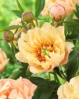 Paeonia Canary Brilliants