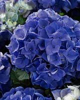 Hydrangea macrophylla Blue Boogiewoogie Â®