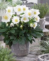 Helleborus HGCÂ® Wintergold